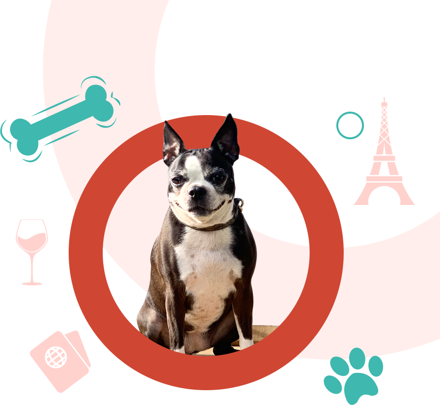 Boston Terrier dog | pet friendly hotel reviews