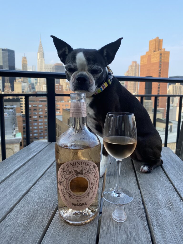 A wine and bottle, glass and dog on the wooden table, pasqua 11 minutes rose