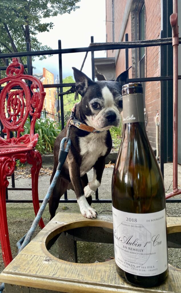 A dog walking up to a wine bottle