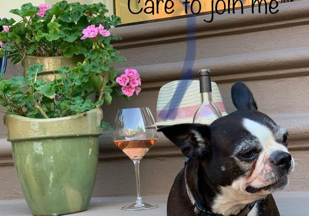 A dog looking away from the wine